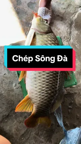 Mn ăn.cá chép sông ủng hộ e nha