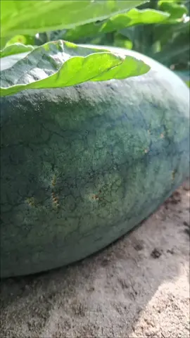 Yellow watermelon 💛 (Golden sweet 80) sale order now  #tamil #farming #farmlife #farmers #Watermelon #srilanka #kilinochchi #yellow 