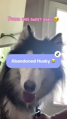 Found her a block from my house.  How could anyone leave her?! 😭💔 #harleyquinn #xyrus #kilobunny #rescuedog #dogsoftiktok #husky #huskylife #dogmom 