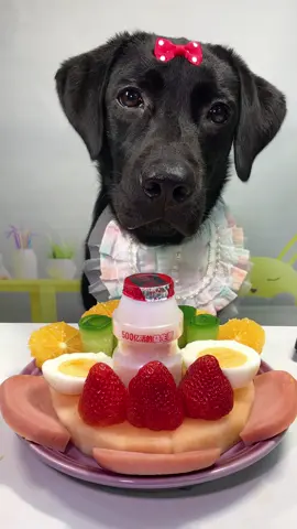 #labrador #Foodie #pets #dog #cute 