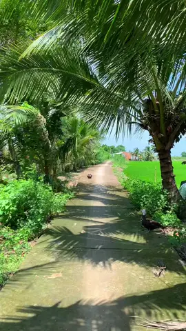 Đồng ruộng mênh mong, nắng mưa cùng nhau góp công❤️#xuhuong #quehuongtoi #canhdep 