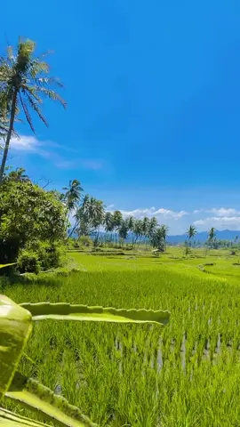 Ini mentahan nya ya.tanpa ada musik Adem,tenang,sejuk #fyp 