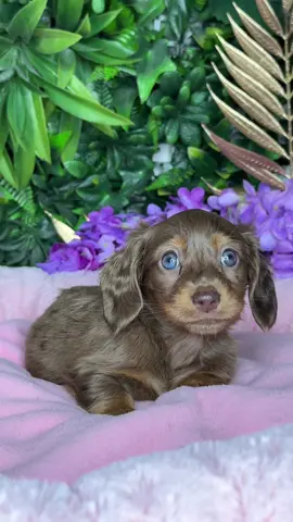 How cute are these mini dachshunds 🥹😍#foryou #foryoupage #viral #trending #pets #petlovers #dogsoftiktok #puppylove #petcommunity #puppiesoftiktok #puppiesonly #minidachshund #blowthisup 