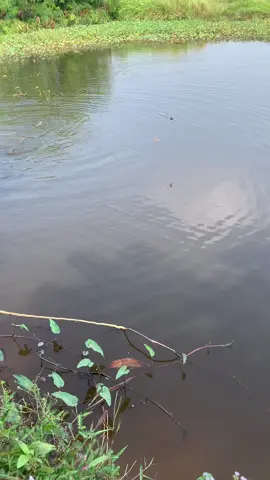 Bahan sw mu bolo🔥. #storymancing #mancingmania #fishing #microfishing #mancingmujair #fyp #mancing #boncos #fypmancing #angler #indonesia #swmancing #viral 