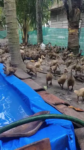 #anakbebek #bebekpetelur #bebekvideolari #bebeklucu 