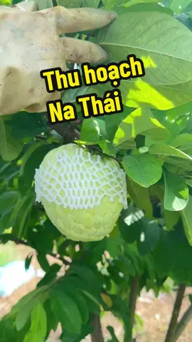 Thu hoạch na thái #tanbvtv #truco #trusau #dietco #nongnghiep 