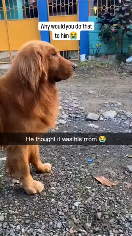 He felt embarrassed 😭 via:changdande #goldenretriever #dog #foryou #funnydog #dogsoftiktok 