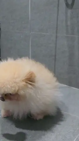 sữa tắm olive dành cho chó mèo #mèo #chó 