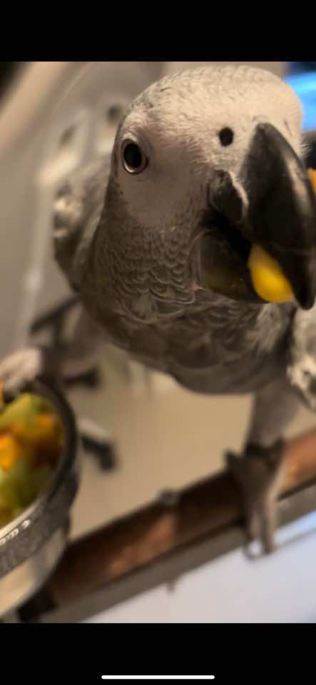 ايش كانت وجبة طيوركم اليوم ؟  . . . . . . . ‎#ببغاء #كاسكو #كنيور #بادجي #ببغاء_كاسكو #كاسيكو #مكاو #ببغاء_كاسيكو #africangreyparrotchanell #africanparrot #parrot #كيفية_إطعام_الببغاوات #اكل_ببغاء #طعام_كاسكو #طعام_ببغاء