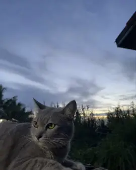 ขนาดแมวยังส่ายหน้า🫂#เทรนด์วันนี้ #fyp #tiktok #เปิดการมองเห็น 