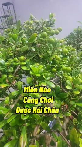 Hải Châu Ở Đâu Cũng Chơi Được #cayhaichau #haichau #kichhoa #lamqua #kichre #kichmam #kythuatcaytrong #chamsoccaytrong #namxelan90 