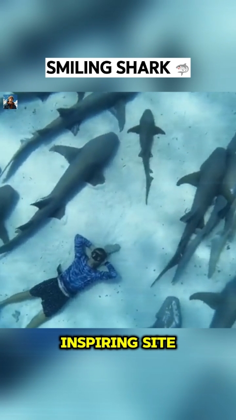 Smiling shark #animals #reunion #heartwarming #wholesome #stories #jacemalone #100kviews #usa_tiktok 