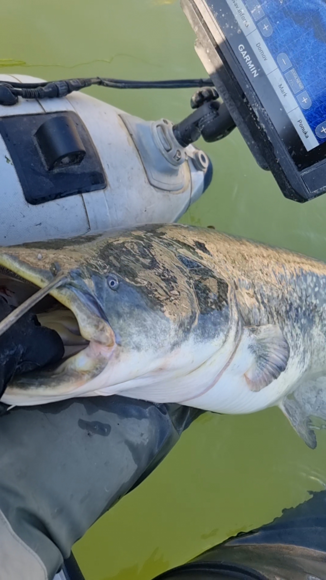 #fishing #pesca #wedkarstwo #siluro #catfish #sum #predatorfish #monsterfish #spinfishing #rivergishing #deporte #sports 