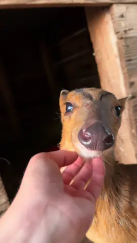 It’s a BOOP day! 🫵 Who is your favorite animal out of these babies!? 😌 #animals #pets #farm #deer #turkey 