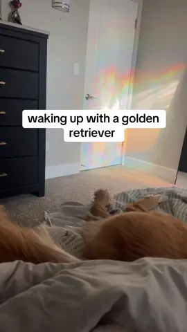 nothing better to wake up to 🥲 #goldenretriever #dog #dogmom #golden #fyp #morningroutine 