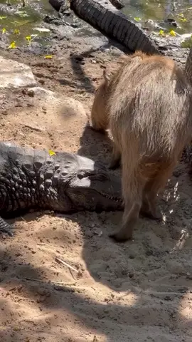 Capybara melangkahi buaya. Via IG carlomaerker #capybara #buaya 