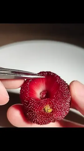Il n'y aura certainement pas de bugs en mangeant du bayberry comme celui-ci  #Vidéooriginale #fpy 