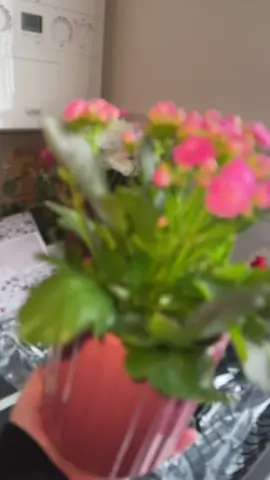 ##plantsoftiktok #fyp
