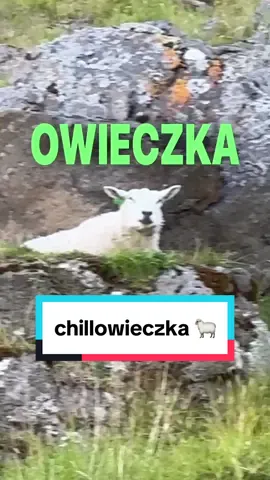 chciałbym być tak wychillowieczkowany 👌✨ #chill #rel 