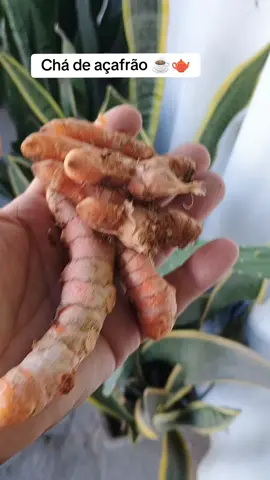 #beneficios #cha #chas #dicas #ficaadica