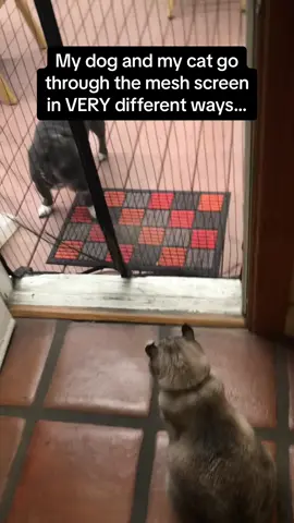 This was seriously impressive from the cat 🤣🤣 #RoadTo15Million #Pubity  (Rochelle Newman-Carrasco via ViralHog)
