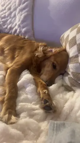 the cozy king coby is smooshed with his favorite blankey 🤍 #goldenretriever #dog #dogmom #golden #fyp #blanket #cozy 