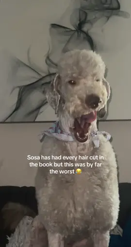 Before the locs #sosathepoodle #jewelsandsosa #sosathedog #dogwithlocs 