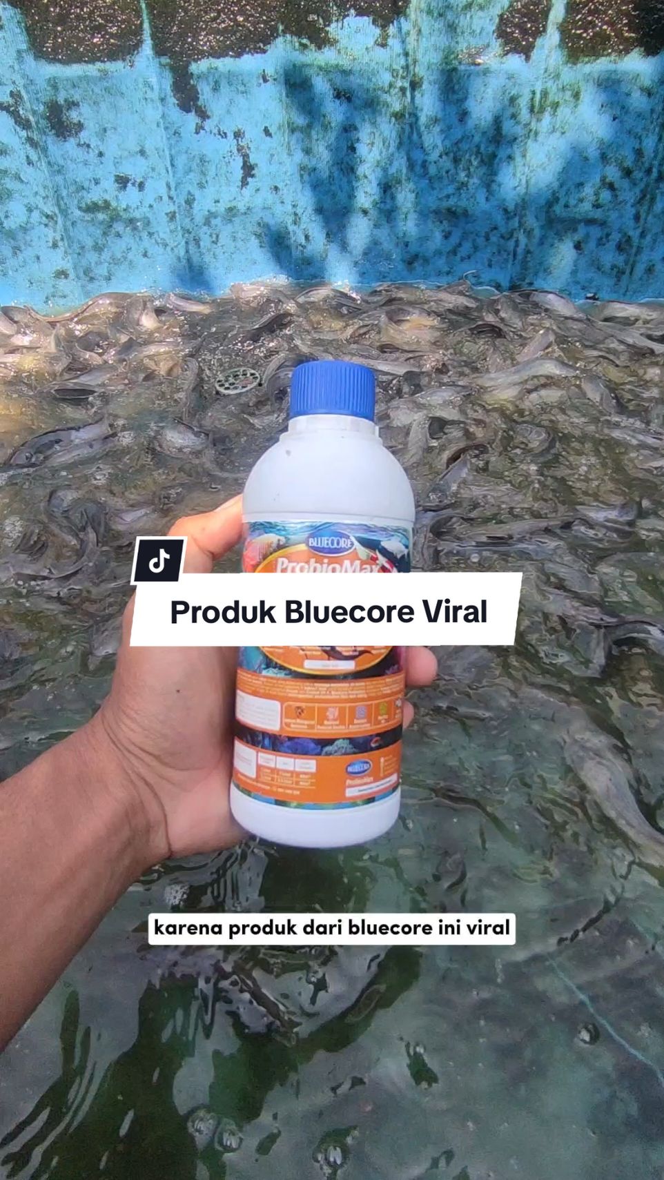 buruan.. check out sekarang juga #maxoil #probiomax #aquacure #aquastrong #probiotik #antibiotik #fyp #bluecore #budidayaikan #promo 