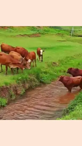 #fypシ #foryoupage #foryou #fyp #animals #cow 