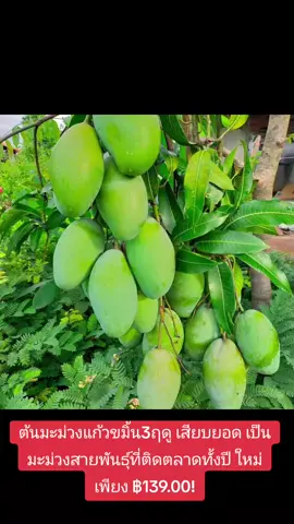 #ต้นมะม่วงแก้วขมิ้น3ฤดู เสียบยอด เป็นมะม่วงสายพันธุ์ที่ติดตลาดทั้งปี ใหม่ เพียง ฿139.00!