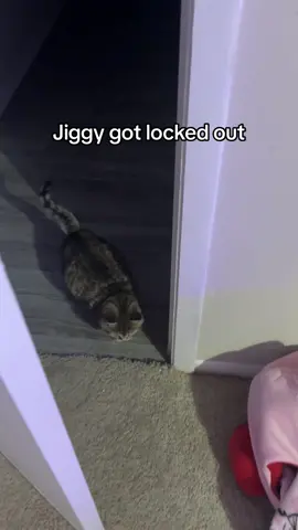 and she sure had a lot to say about it #jiggysmalls #dwarfcat #babycat #smallcat #foryou 