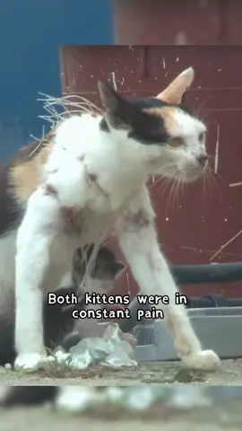 A helpless mother and her poor child were found at a fishing ground.#tiktok #fyp #foryou #animals #cat #kittens #straycat 