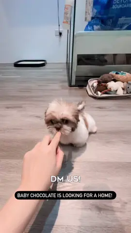 Gorgeous chocolate based tri color shihtzu boy, baby chocolate is looking for a home!  Dm us to find out more about him!  #fypシ゚viral #fyp #puppiesoftiktok 