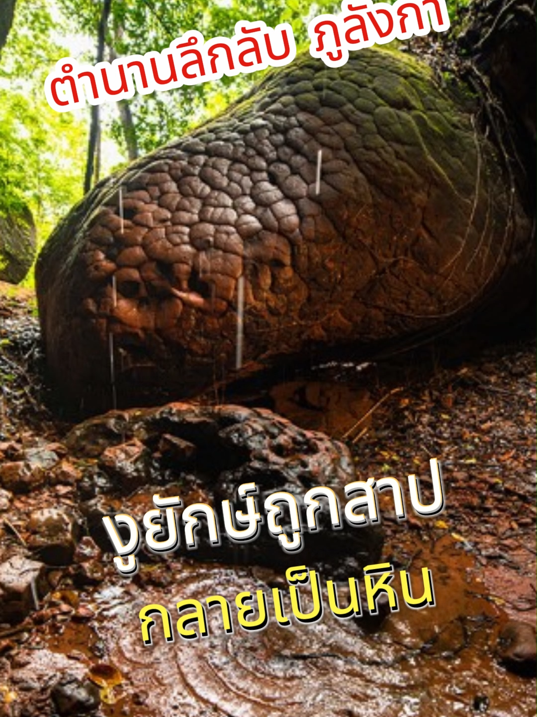ถ้ำนาคา ตำนานงูยักษ์ถูกสาป กลายเป็นหิน  #ถ้ํานาคา #ภูลังกา #บึงกาฬ #พญานาค #เลขเด็ดๆ #tiktokuni #กินเที่ยว #เดินป่า  #ท่องเที่ยว