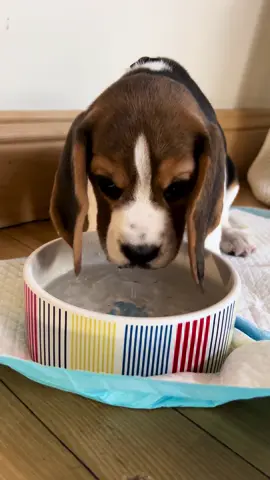 You seem to enjoy Kromka and her big floppy ears drinking, so here is one more 🥰 #puppybeagle #puppy #cutepuppy #cuteness #cutenessoverload #beaglegirl #beaglesoftiktok #beaglepuppy #beaglelife #lovedogs #dogvideos #fyp 