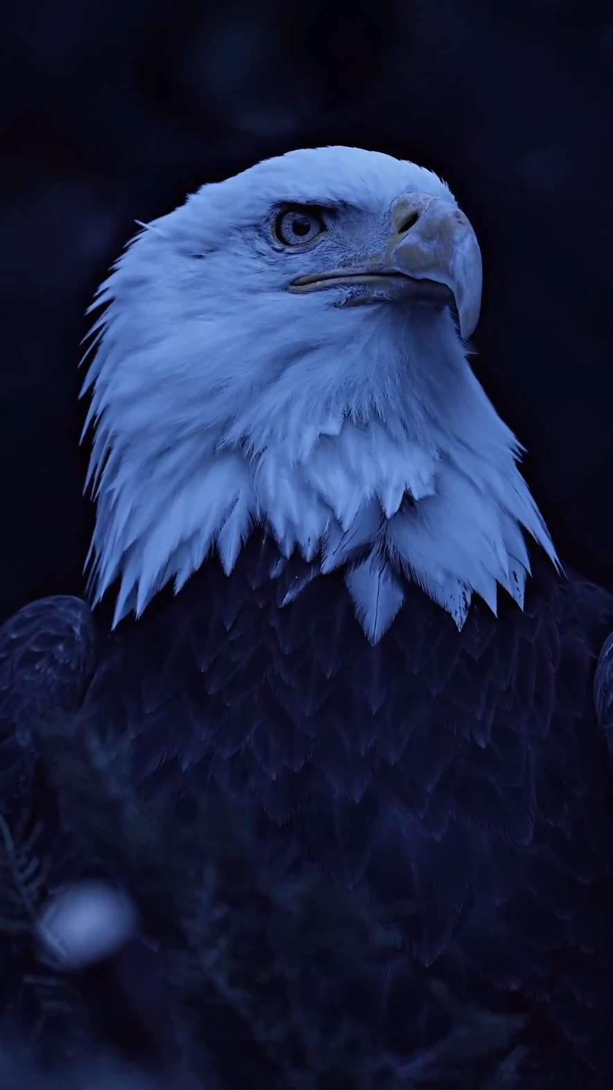#4klivewallpaper #handsomeeagle #eagle #4khdquality #animal #animalsoftiktok #animals #fakeall⚠️ #tiktokdonttakethisdown #warning⚠️ #livewallpaper #animalwallpapers #hdquality🎥 