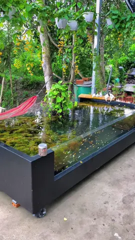 Một buổi chiều chill nhẹ với chiếc hồ 2 mặt kính #47.07 #thetrieuguppyfarm #quangnuoica #cacanh #mollyfish #thuysinh #thuysinhngoaitroi #thuysinhdongian 