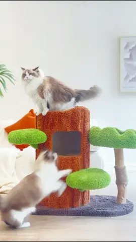 Large Cat Tree Solid Wood Tree Hole Cat Climbing Frame 🥰🥰🥰 🌎Worldwide shipping 🏡🛒If you like this product, please go to the homepage link to place an order🔗www.kzlaa.com—Cat Tree • • • #cat #cats #catsofinstagram #catlover #catlife #catlovers #cats_of_world #catinstagram #fyp #for #foryou #kzlaa #catvideos #catvilla #catinstagram #cattree #tree 