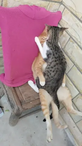 What are you doing?#cats #fyp #cute 