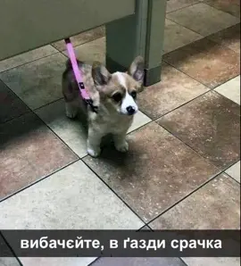 #українськіпісні #топ🇺🇦