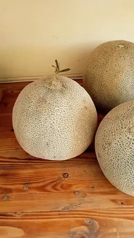 Melon Orange 🍈 Buah tinggi akan air , serat , vitamin C , dan vitamin A . Tahu tidak bestiii 🤔 , salah satu kandungan Melon Orange adalah membantu menyehatkan penglihatan lho 😍 . Yuk hidup sehat dengan konsumsi buah sebelum makan 🥰 . Ready di store ya bestii 🤗 Via Online juga bisa 😉🤩 . #Delafreshfruit #buahfresh #buahmanis #buahsegar #buahtangan 