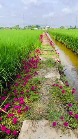 Đường e đi đường nở hoa khắp bốn mùa#canhdepmientay #canhdep #quêtôi #nhạcbuon 