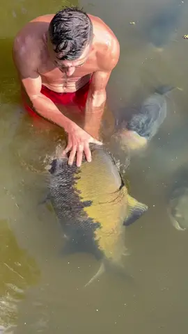 #valdemir  encantador de peixe gigante 