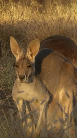 It was a lucky escape for this little kangaroo 🦘 🎥: #TheKangarooKing #Kangaroo #Eagle #Australia
