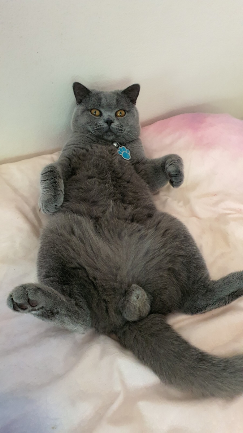 Abracadabra Silly McGilly 🪄 #catlover #abracadabra #meow #catsoftiktok 