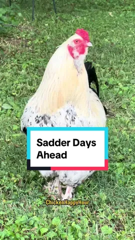 hang in there.. sadder day almost here #saturday #thursday #rooster #chicken #funnyanimals #dadjokes #joke #chickensoftiktok #chickens #thursdayvibes #chickenhappyhour   