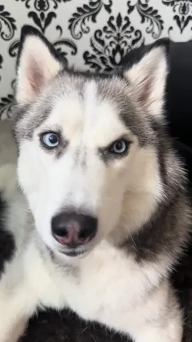 Pluto woke up feeling fiesty today!  #husky #huskylife #huskysoftiktok #huskylovers #dogsofttiktok #dogtok #cutedogsoftiktok #dogvideos #dogtalk #dogmom #doggietiktok #doggielove #petlovers #fypage #foryoupage #sassydog 