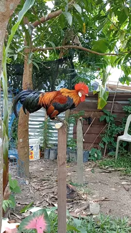 ayam muda suara terbaik👍#ayamhutan 