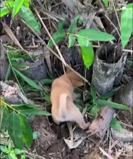 Puppy catching wild cat #everyone #fypシ #fyp #highlights #foryoupage 