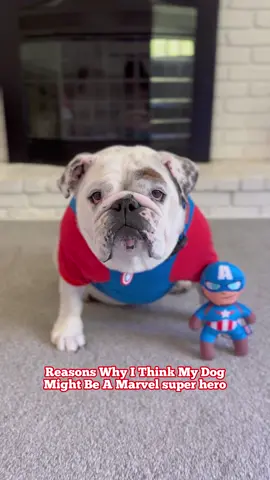 Pet parent pro tip: Always trust your instincts....🤔 #ad 💙 Our dogs will forever be our heroes so why not treat them like it? The new Marvel Collection at @PetSmart has everything your pup needs to help their inner superpowers shine! ❤️ Shop the entire collection at the link in my bio! Because there's no limit to the lengths we'll go for our pets! 💙#PetSmart #PetSmartPartner #AnythingForPets #Marvel